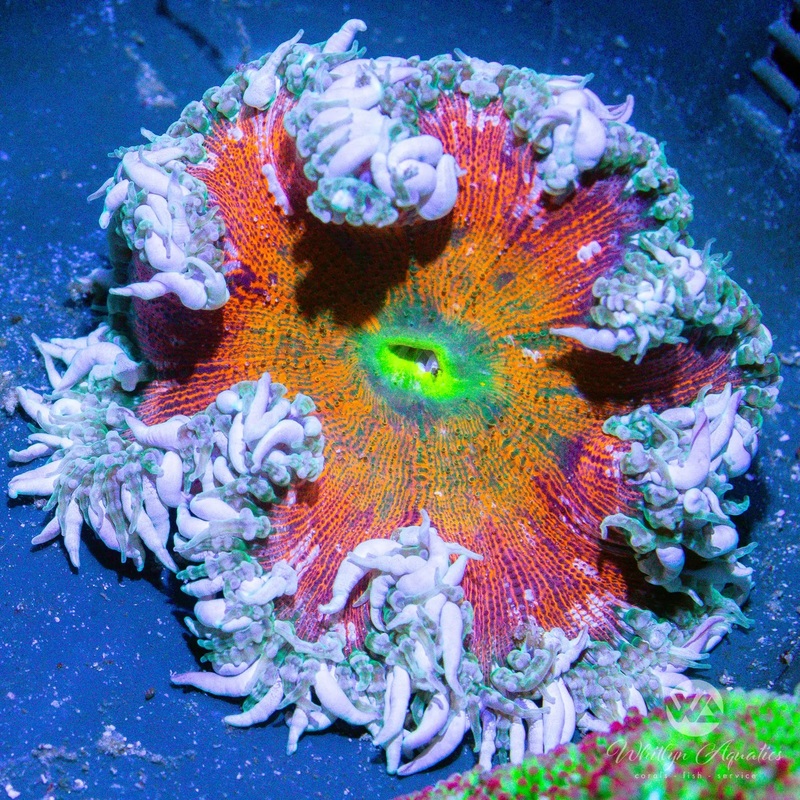 A11 - Rock Flower Anemone - WYSIWYG