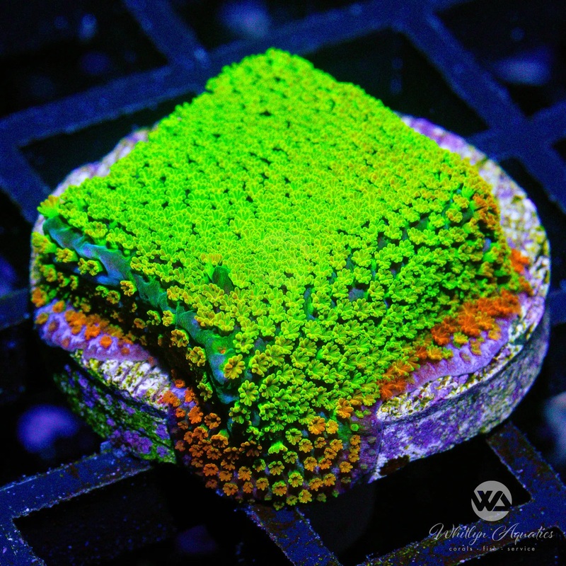 A13 - Rainbow Monti - WYSIWYG