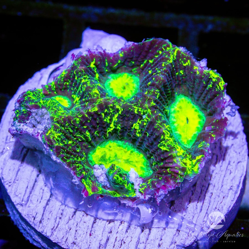 A14 - [NEW RELEASE!] WA Toxic Ooze Favia - WYSIWYG