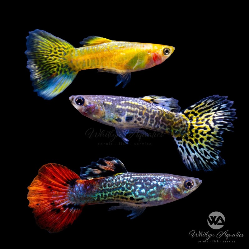 Assorted Snakeskin Guppy - Male Guppies