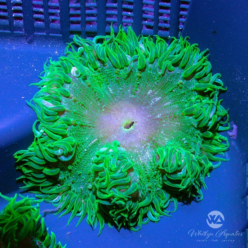 B01 - XL Rock Flower Anemone (~3") - WYSIWYG