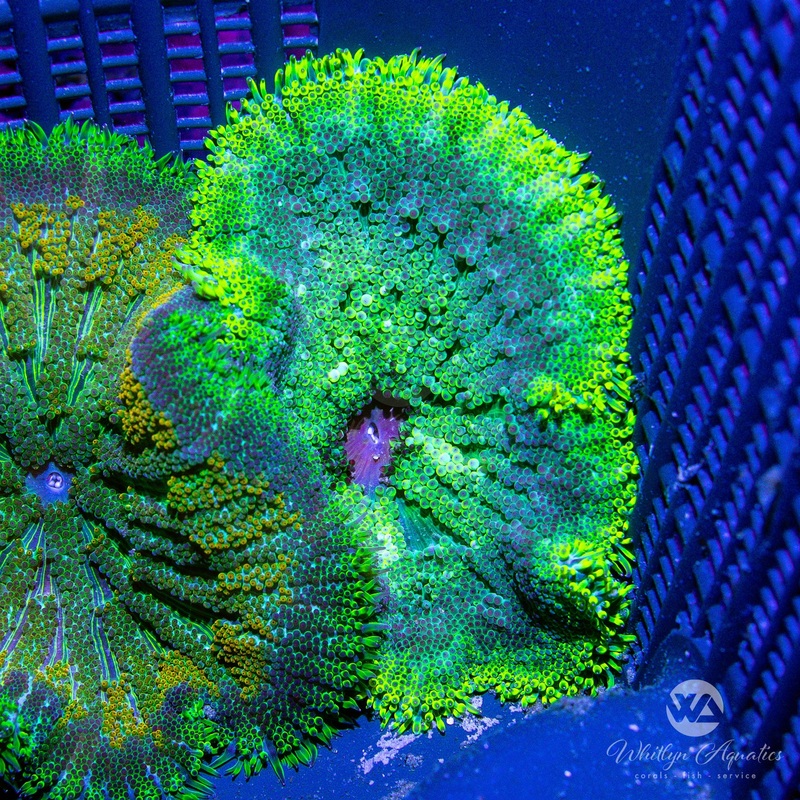 B02 - [NEW RELEASE!] Mini Carpet Anemone - WYSIWYG
