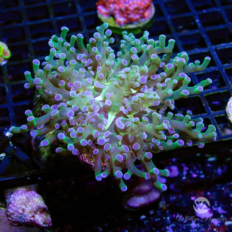 B03 - [NEW RELEASE!] WA Emerald Frogspawn - WYSIWYG