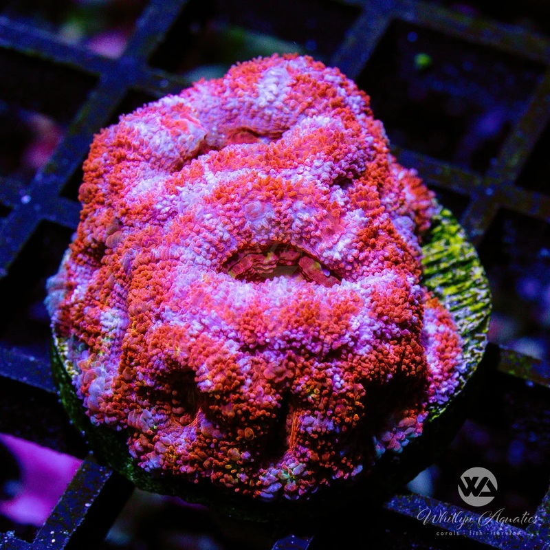 B09 - WA Starburst Acan - WYSIWYG