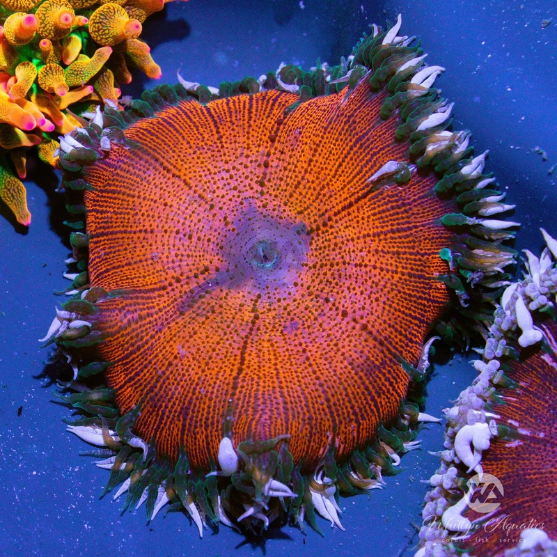 B10 - Rock Flower Anemone - WYSIWYG