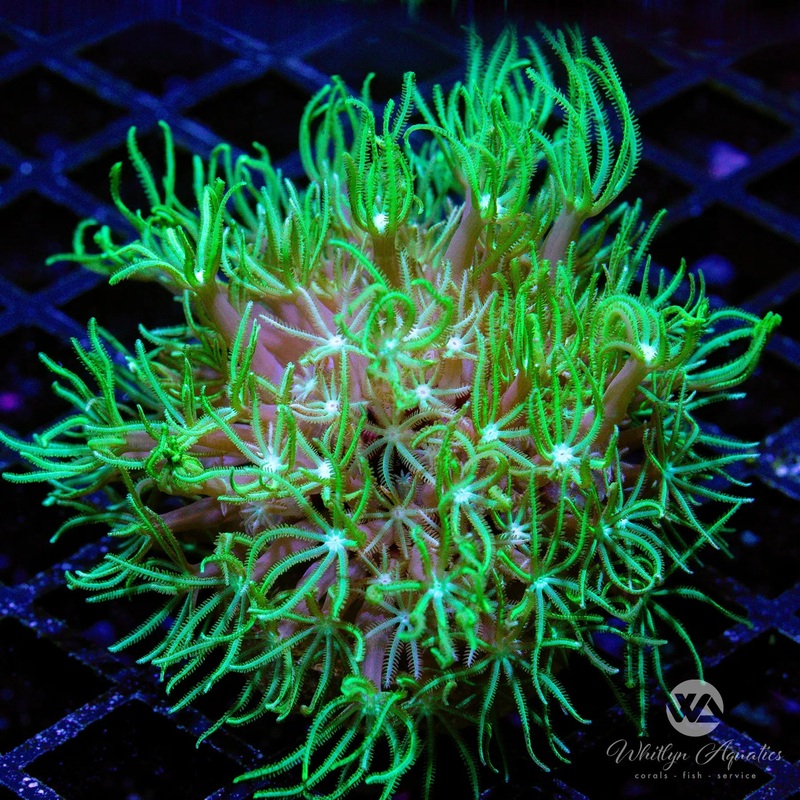 B11 - Green Star Pipe Organ - WYSIWYG