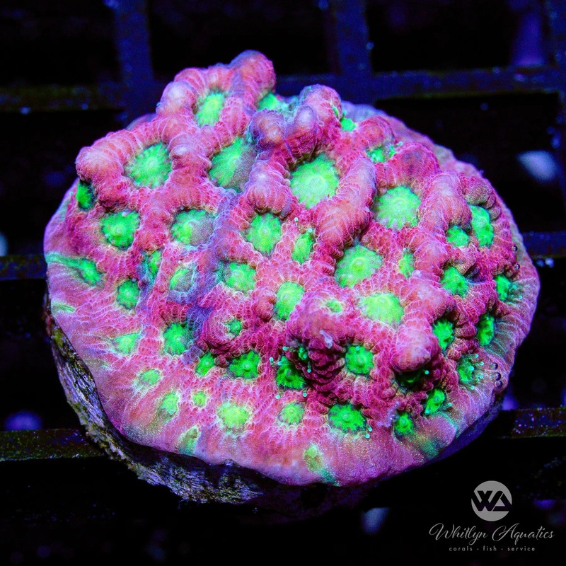 B13 - Dayglow Favia - WYSIWYG