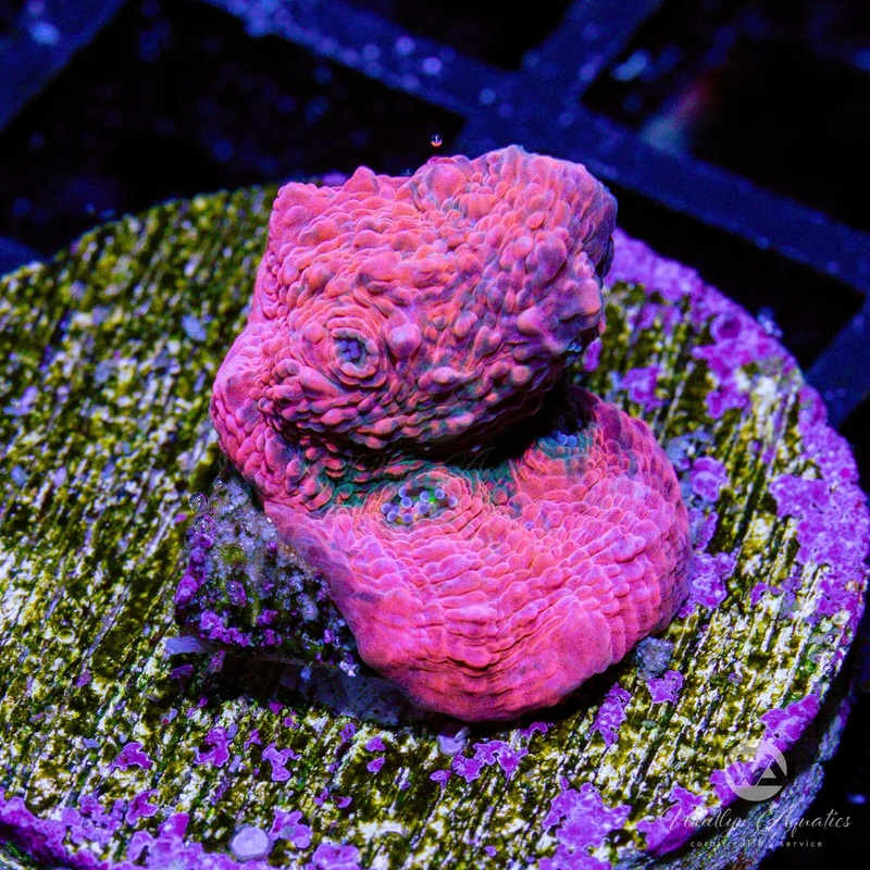 B16 - Pink Boobies Chalice - WYSIWYG