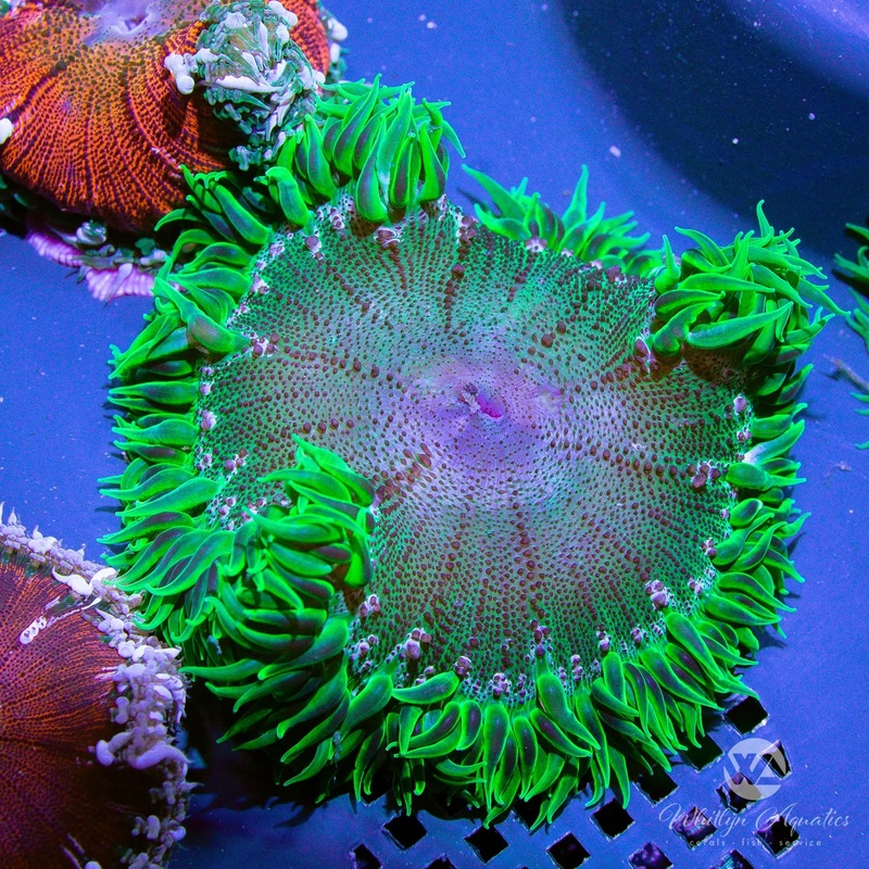 B20 - XL Rock Flower Anemone (~3") - WYSIWYG