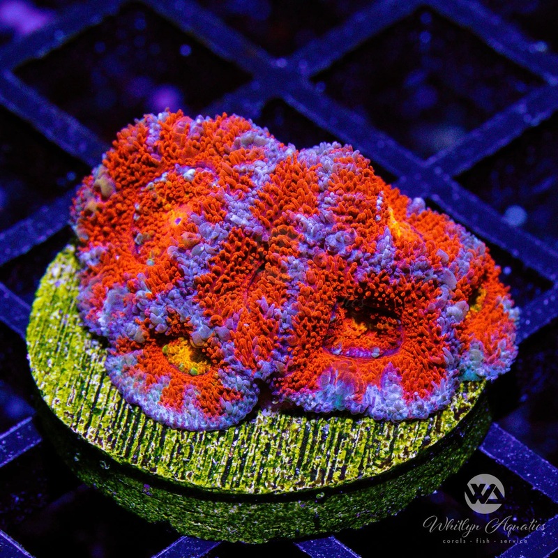 B41 - WA Big Red Acan - WYSIWYG