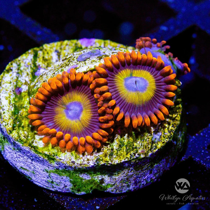 B43 - BEBB Blondie Zoa - WYSIWYG