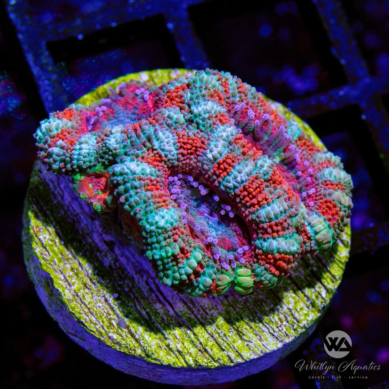 B44 - WA Peppermint Acan - WYSIWYG