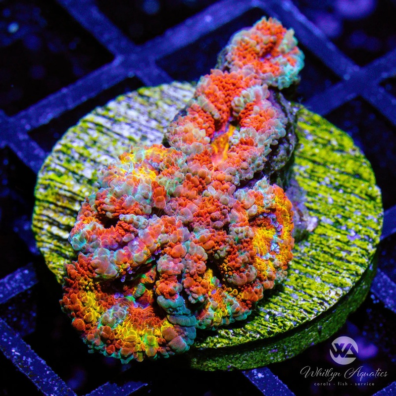 B46 - WA Orange Crush Acan - WYSIWYG