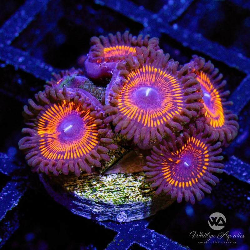B47 - Armageddon Zoa - WYSIWYG