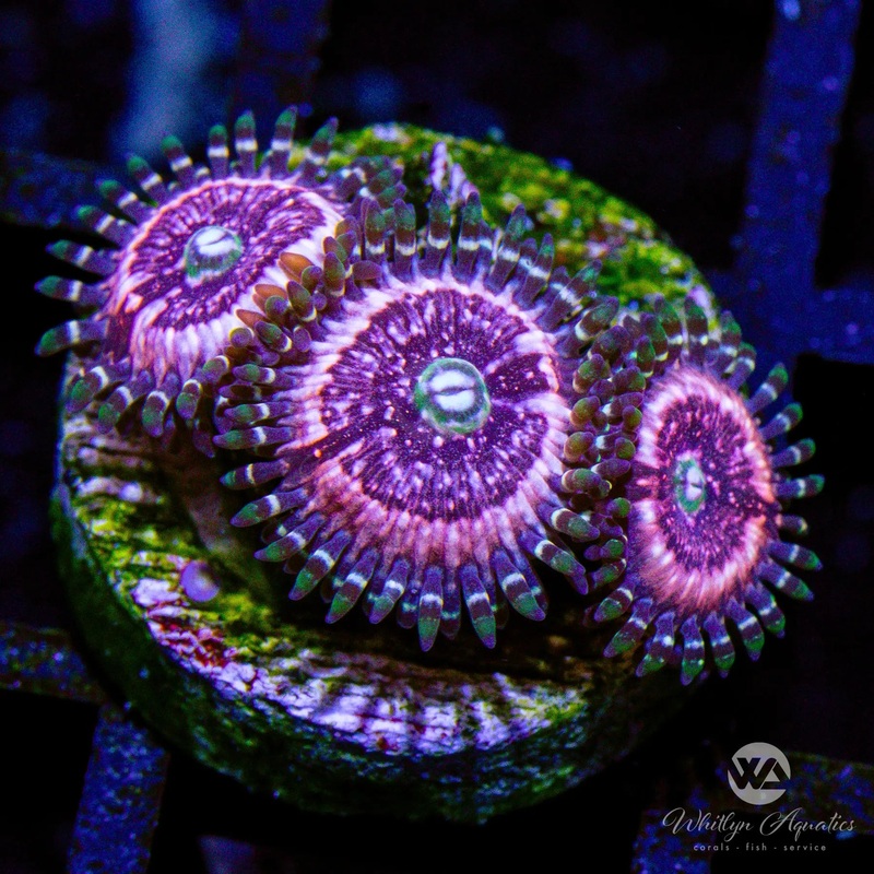 B48 - Pink Zipper Zoa - WYSIWYG