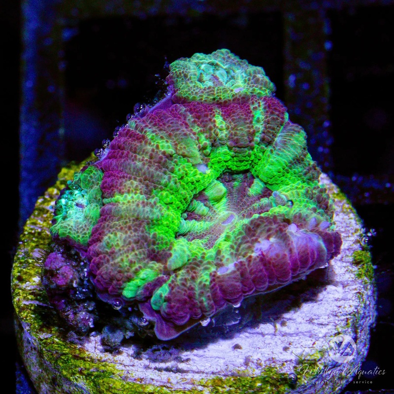 B49 - WA Buckshot Asian Acan - WYSIWYG