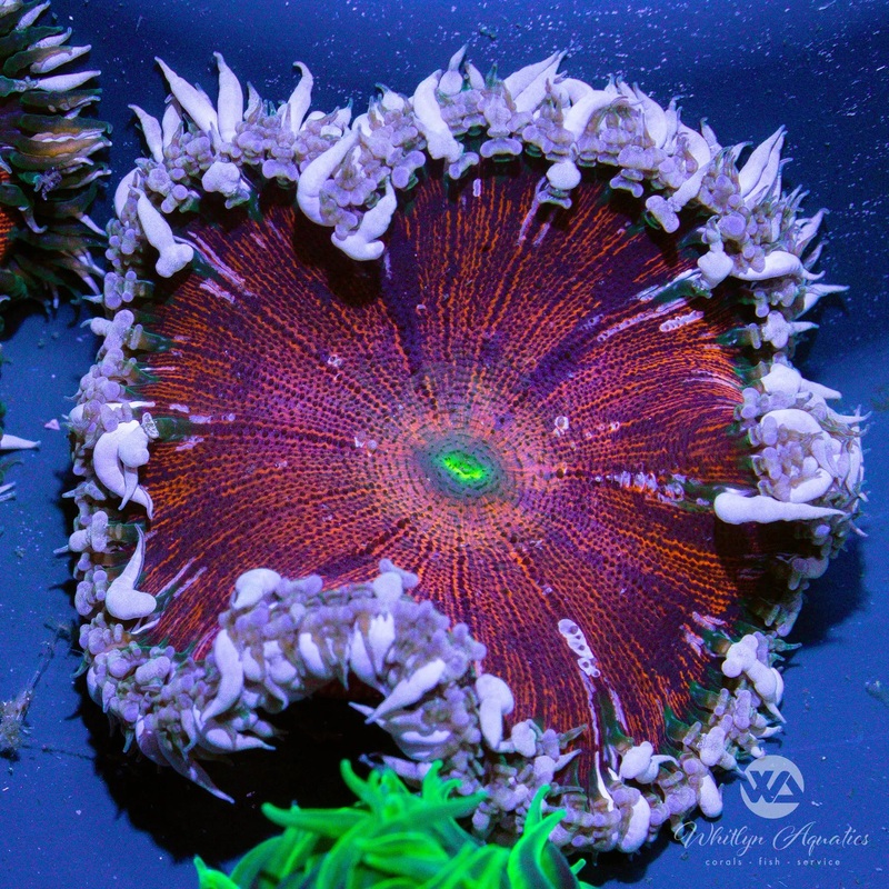 B50 - Rock Flower Anemone - WYSIWYG