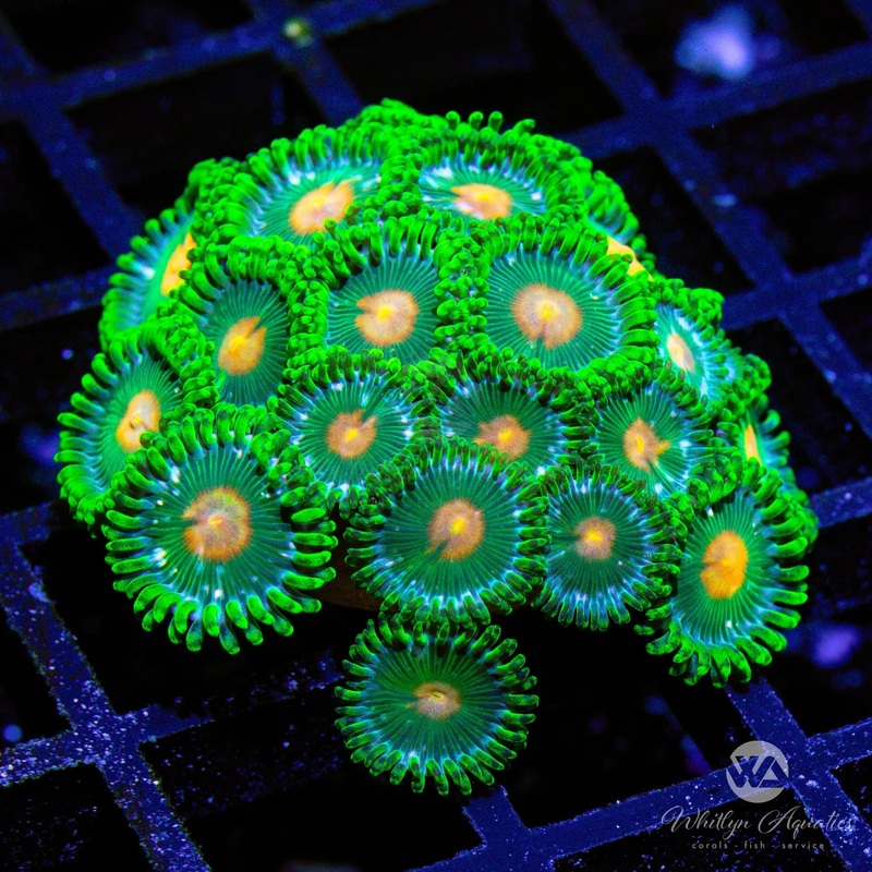 B52 - Miami Hurricane Zoa - WYSIWYG