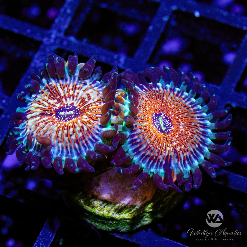 B53 - [NEW RELEASE!] WA Red Zombie Zoa - WYSIWYG