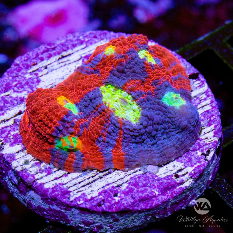 B56 - WA Superman Rainbow Chalice - WYSIWYG