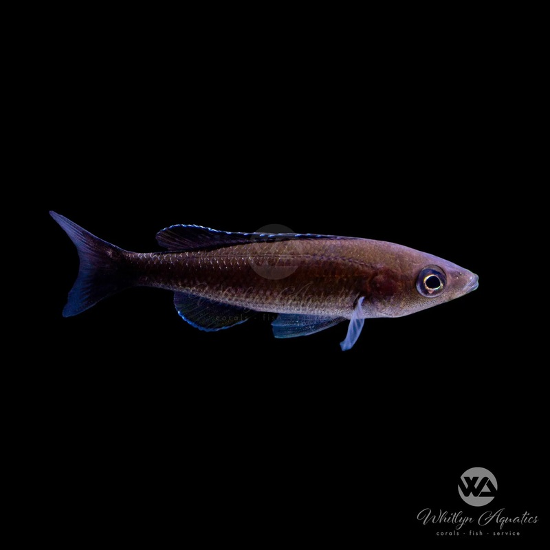 Black Finned Slender Cichlid - Cyprichromis leptosoma