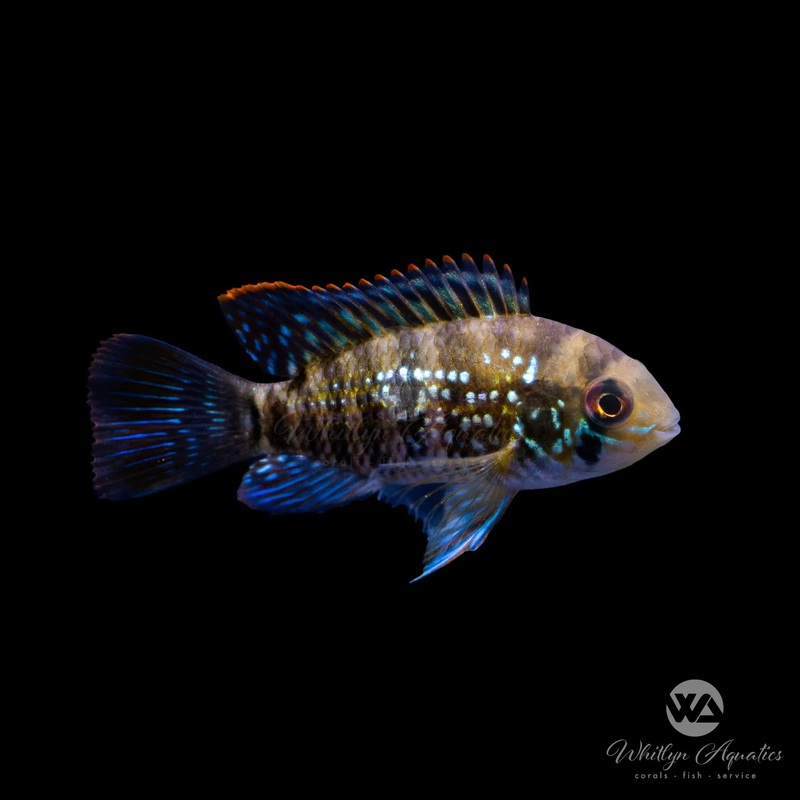Blue Acara - Andinoacara pulcher
