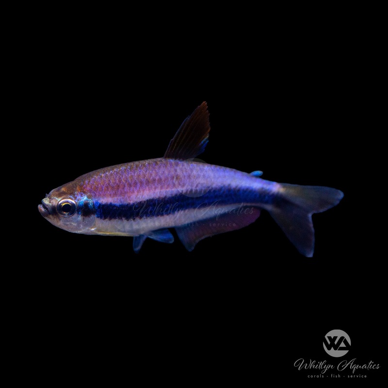 Blue Emperor Tetra - Inpaichthys kerri