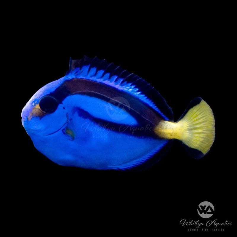 Blue Hippo Tang (Captive Bred) - Paracanthurus hepatus