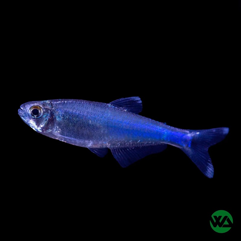Blue King Tetra - Boehlkea fredcochui