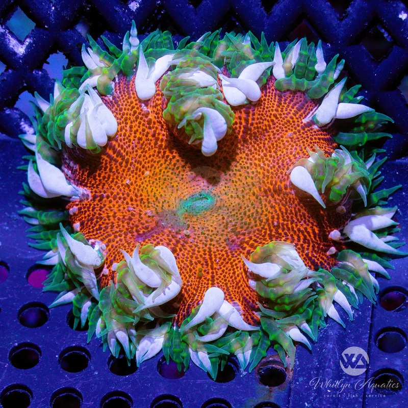 C01 - Rock Flower Anemone - WYSIWYG