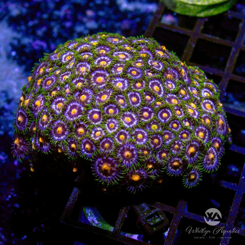 C06 - Blowpop Zoa Colony - WYSIWYG