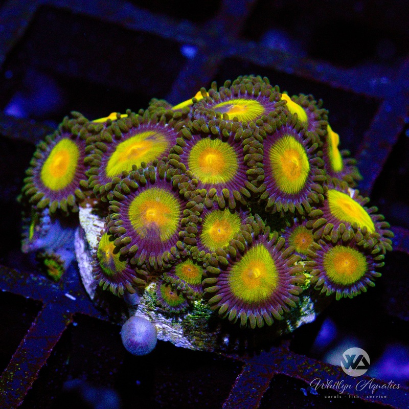 C08 - King Midas Zoa - WYSIWYG