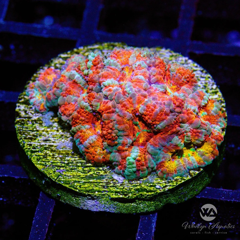 C09 - WA Orange Crush Acan - WYSIWYG