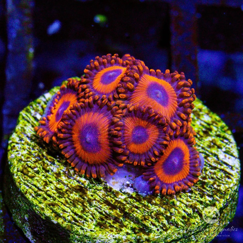 C13 - Kedd's Reds Zoa - WYSIWYG