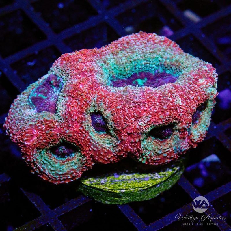 C14 - WA Galaxy Bower - WYSIWYG
