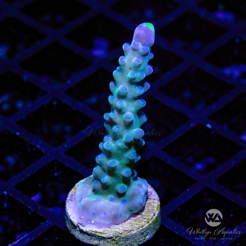 C15 - Yellow Tips Acro - WYSIWYG