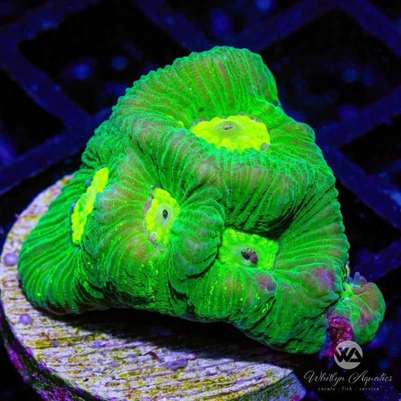 C16 - WA Envy Favia - WYSIWYG