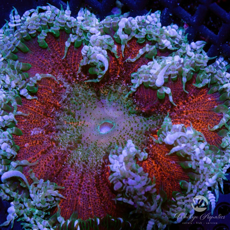 C20 - Rock Flower Anemone - WYSIWYG