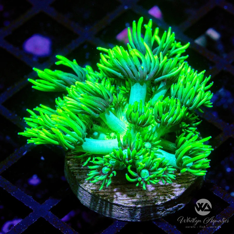 C21 - WA Glowstick Goni - WYSIWYG
