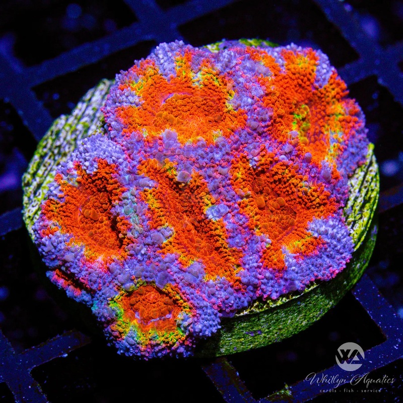 C22 - WA Mixed Berries Acan - WYSIWYG