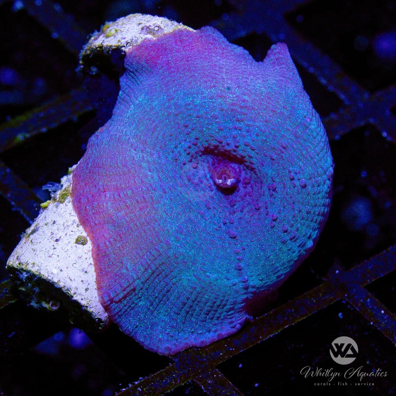C24 - WA Blue Meanie Mushroom - WYSIWYG