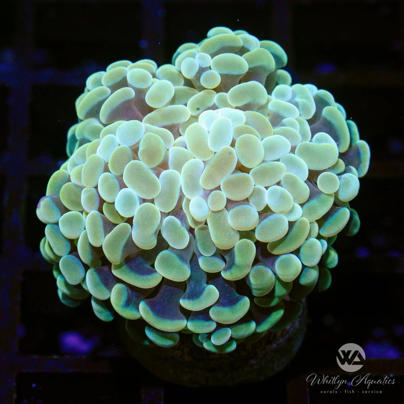 C25 - Gold Branching Hammer - WYSIWYG