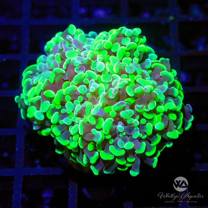 C26 - Splatter Branching Hammer - WYSIWYG