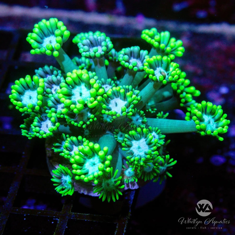 C27 - WA Emerald Gem Goni - WYSIWYG