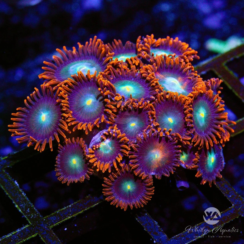 C28 - Punk Rocker Zoa - WYSIWYG