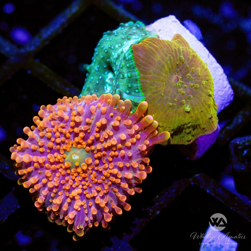 C32 - Triple Mushroom Combo - WYSIWYG