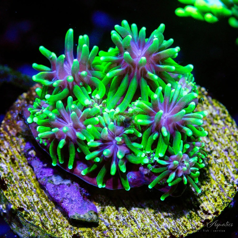C33 - Green Galaxea - WYSIWYG