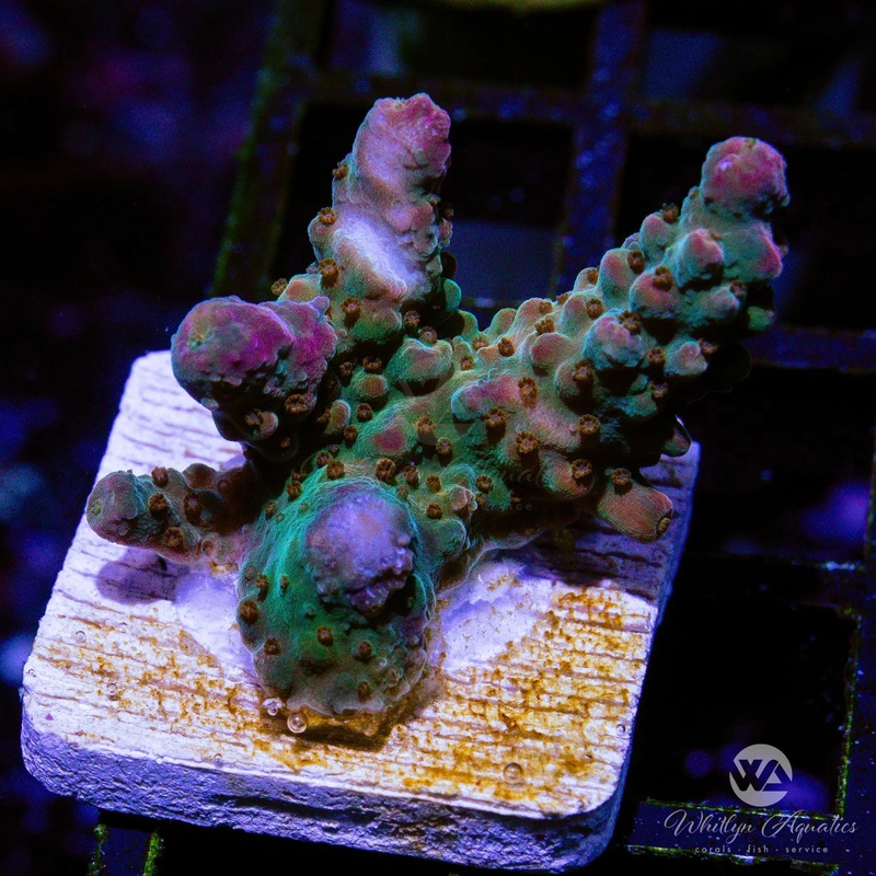 C34 - [NEW RELEASE!] WA Purple Aces Acro - WYSIWYG