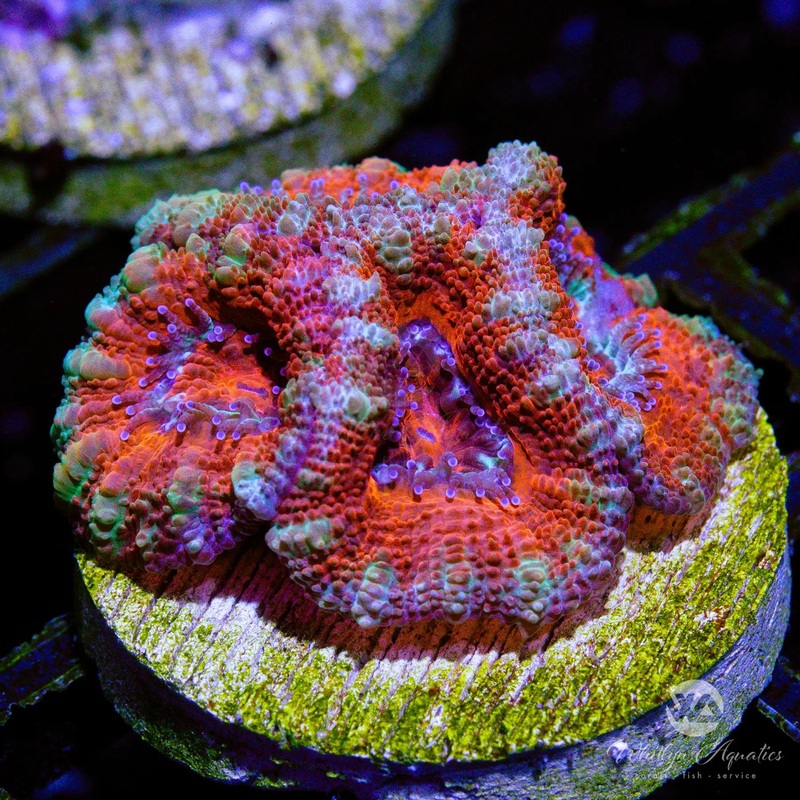 C36 - [NEW RELEASE!] WA Brickyard Acan - WYSIWYG