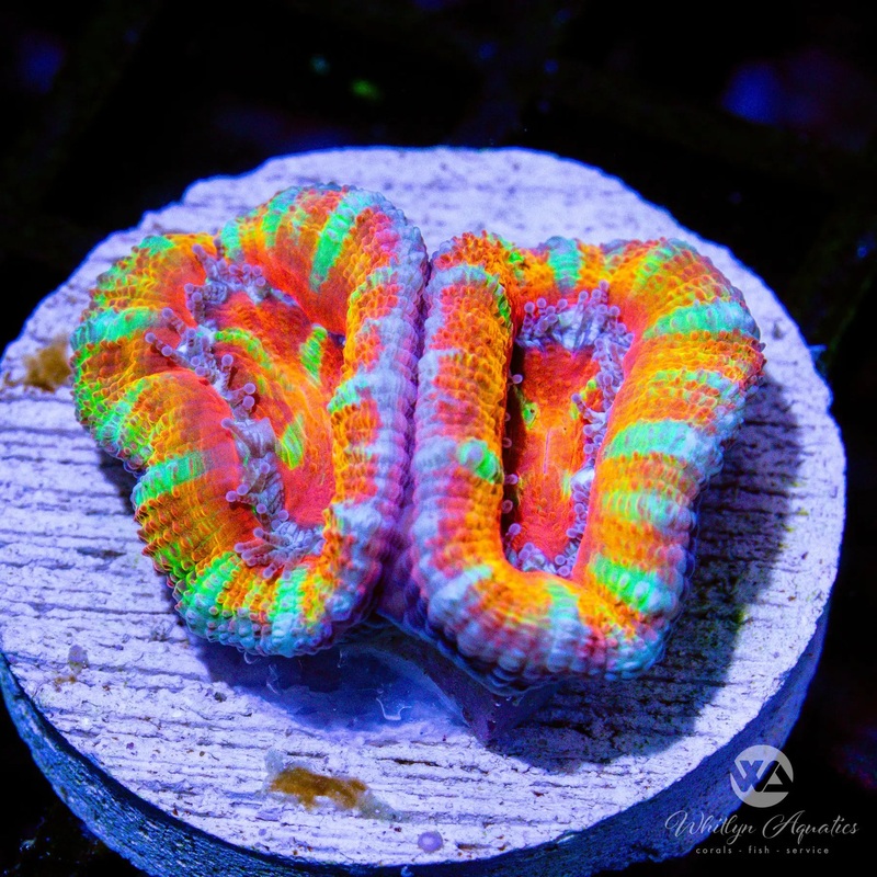C38 - WA Pikachu Acan - WYSIWYG
